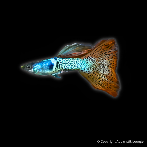 Poecilia reticulata / Guppy Metal Snakeskin Red Lace