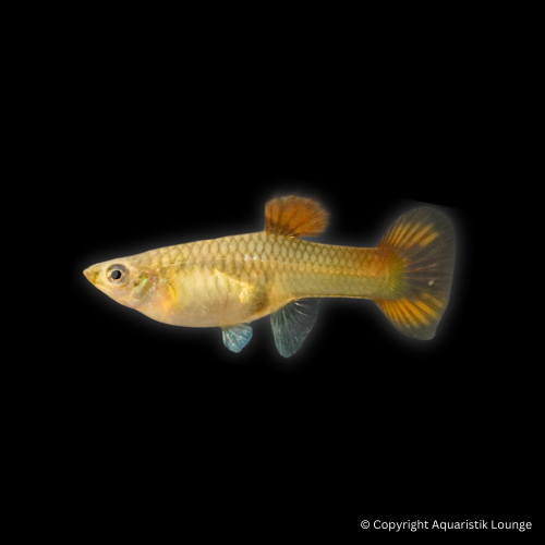 Poecilia reticulata / Guppy Metal Snakeskin Red Lace
