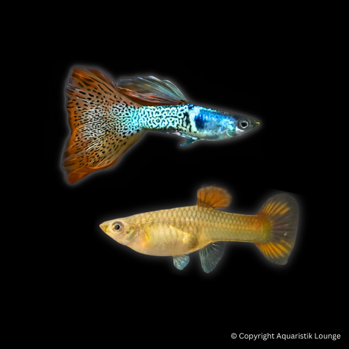 Poecilia reticulata / Guppy Metal Snakeskin Red Lace