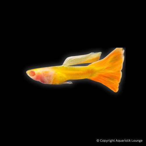 Poecilia reticulata / Guppy Yellow Taxi Glass Belly