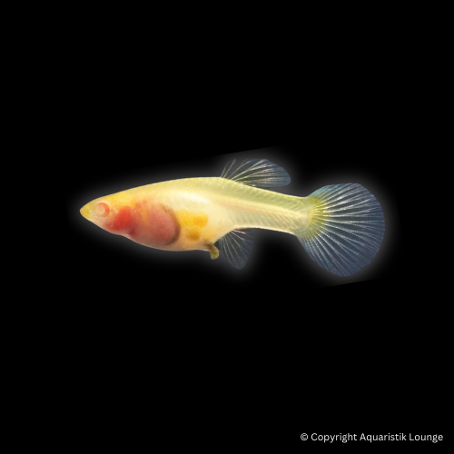 Poecilia reticulata / Guppy Yellow Taxi Glass Belly