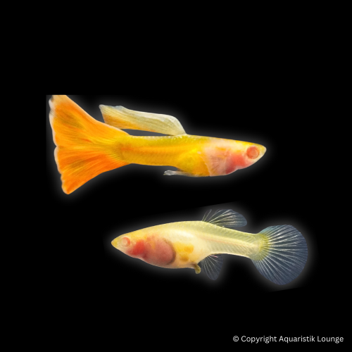 Poecilia reticulata / Guppy Yellow Taxi Glass Belly