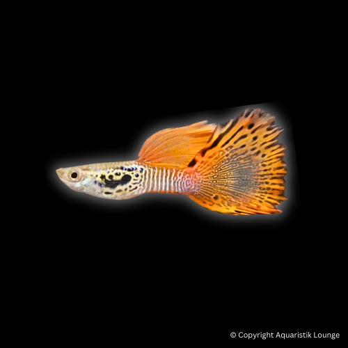 Poecilia reticulata / Guppy Snakeskin Red