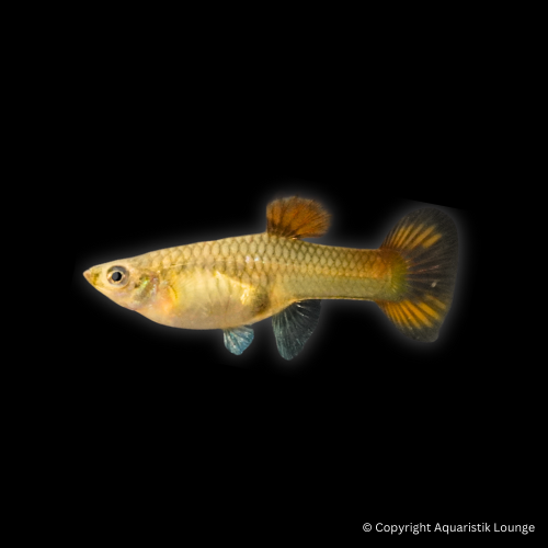 Poecilia reticulata / Guppy Snakeskin Red
