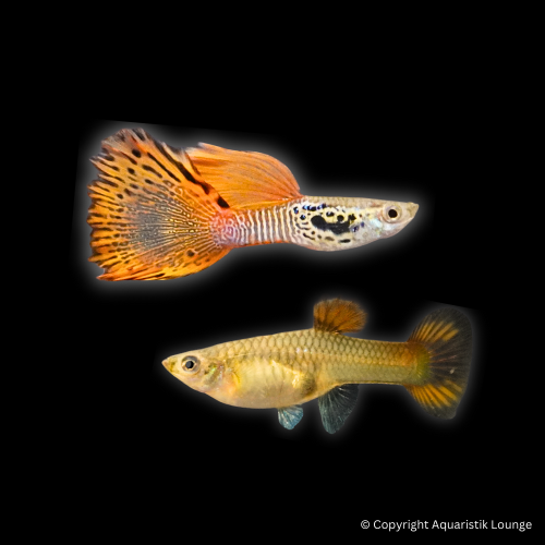 Poecilia reticulata / Guppy Snakeskin Red