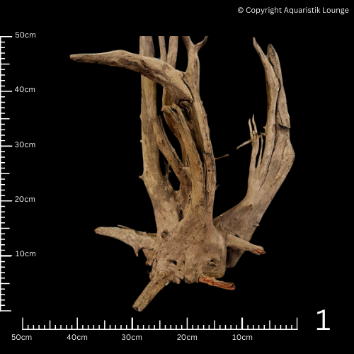 Corbo Root