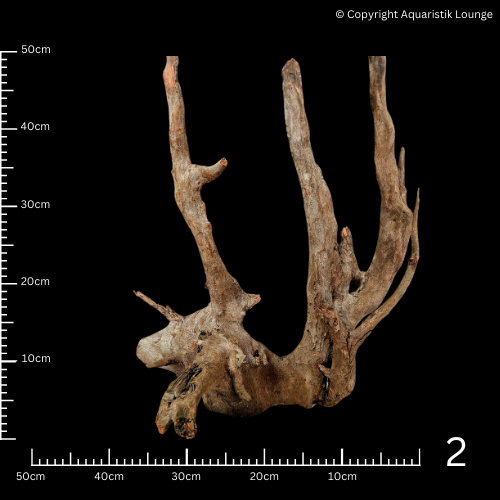 Corbo Root