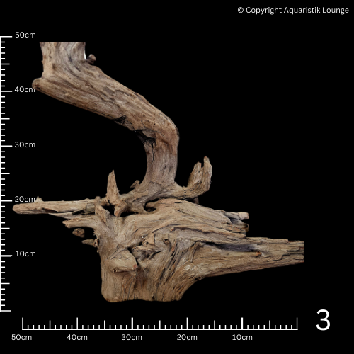 Corbo Root