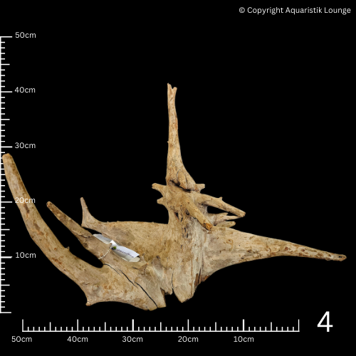 Corbo Root