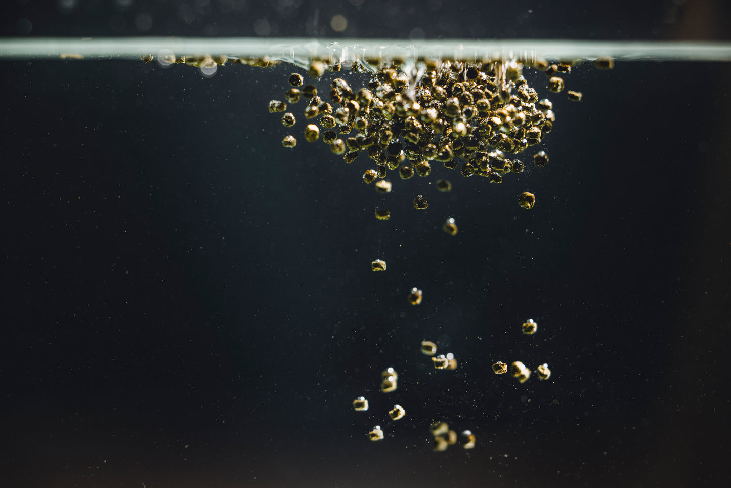 Crusta Plus Insekten Chips
