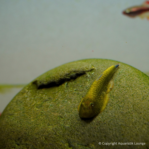 Gastromyzon sp. Blue Fin / Zebra Flossensauger Blue Fin