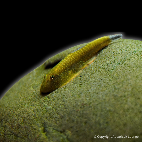 Gastromyzon sp. Blue Fin / Zebra Flossensauger Blue Fin