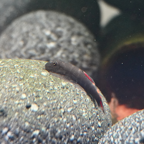 Gastromyzon sp. Bloody Mary / Bloody Mary Flossensauger