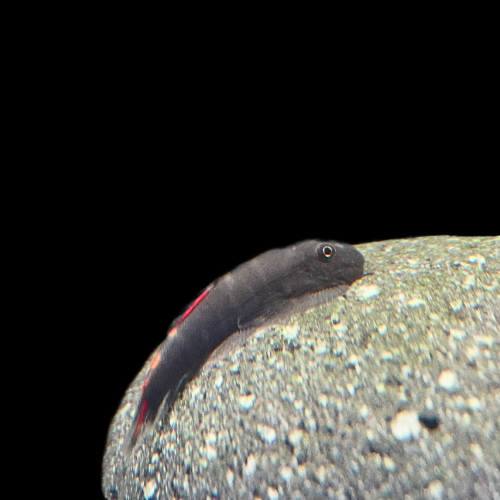 Gastromyzon sp. Bloody Mary / Bloody Mary Flossensauger