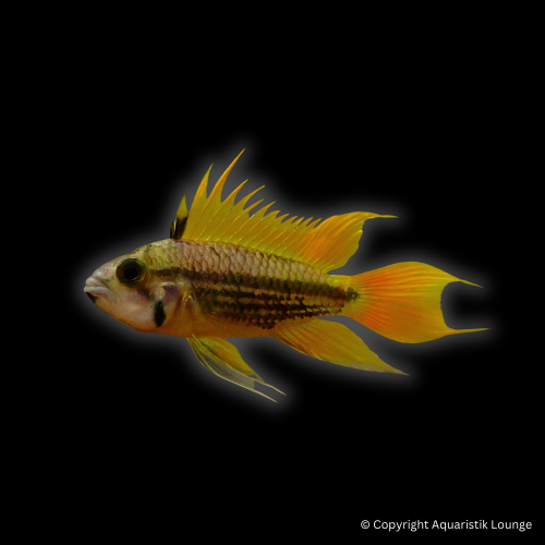 Apistogramma cacatouidis orange/double red / Kakadu Zwergbuntbarsch Orange/Double Red