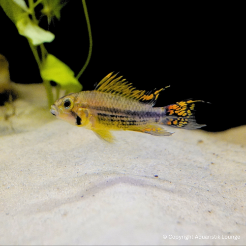 Apistogramma cacatouidis orange/double red / Kakadu Zwergbuntbarsch Orange/Double Red