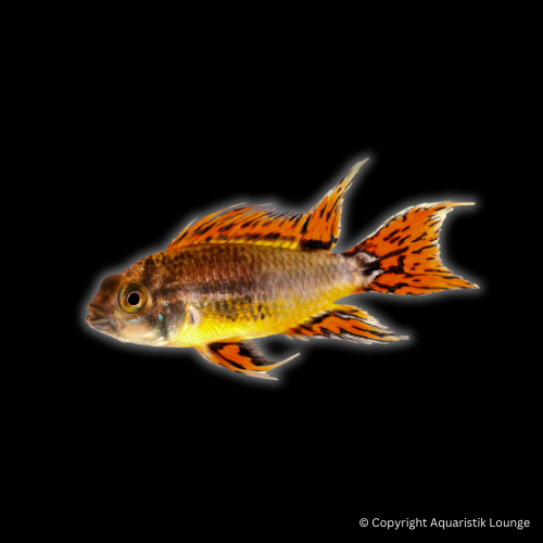 Apistogramma cacatouidis orange/double red / Kakadu Zwergbuntbarsch Orange/Double Red