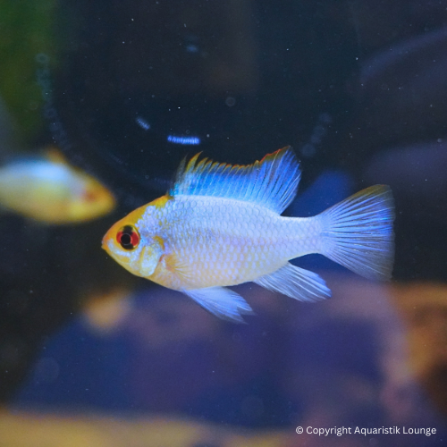 Mikrogeophagus ramirezi electric blue / Schmetterlingsbuntbarsch `electric blue´