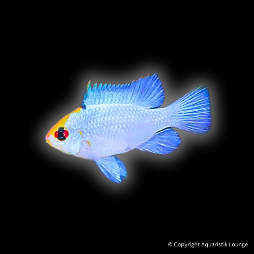Mikrogeophagus ramirezi electric blue / Schmetterlingsbuntbarsch `electric blue´
