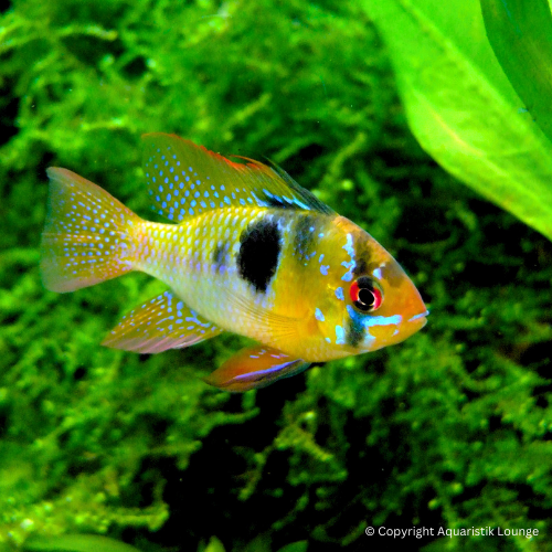 Mikrogeophagus ramirezi natur / Schmetterlingsbuntbarsch `natur´