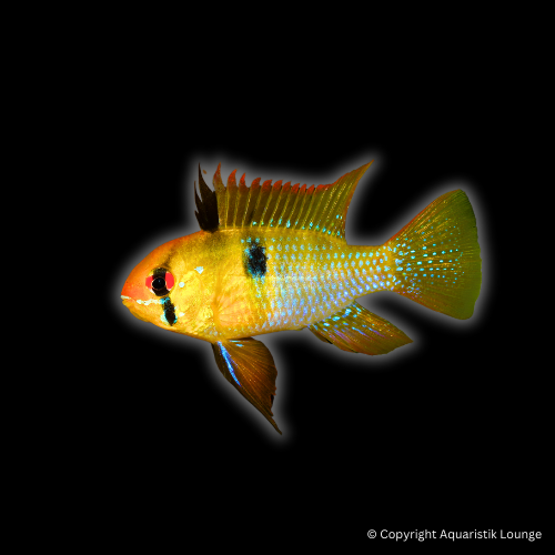 Mikrogeophagus ramirezi natur / Schmetterlingsbuntbarsch `natur´