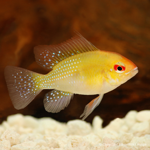 Mikrogeophagus ramirezi gold / Schmetterlingsbuntbarsch `gold´