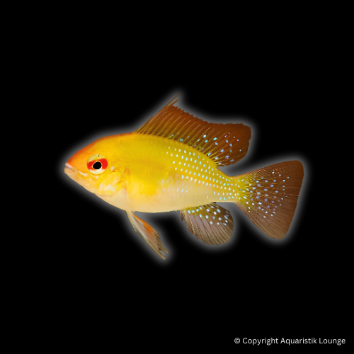 Mikrogeophagus ramirezi gold / Schmetterlingsbuntbarsch `gold´