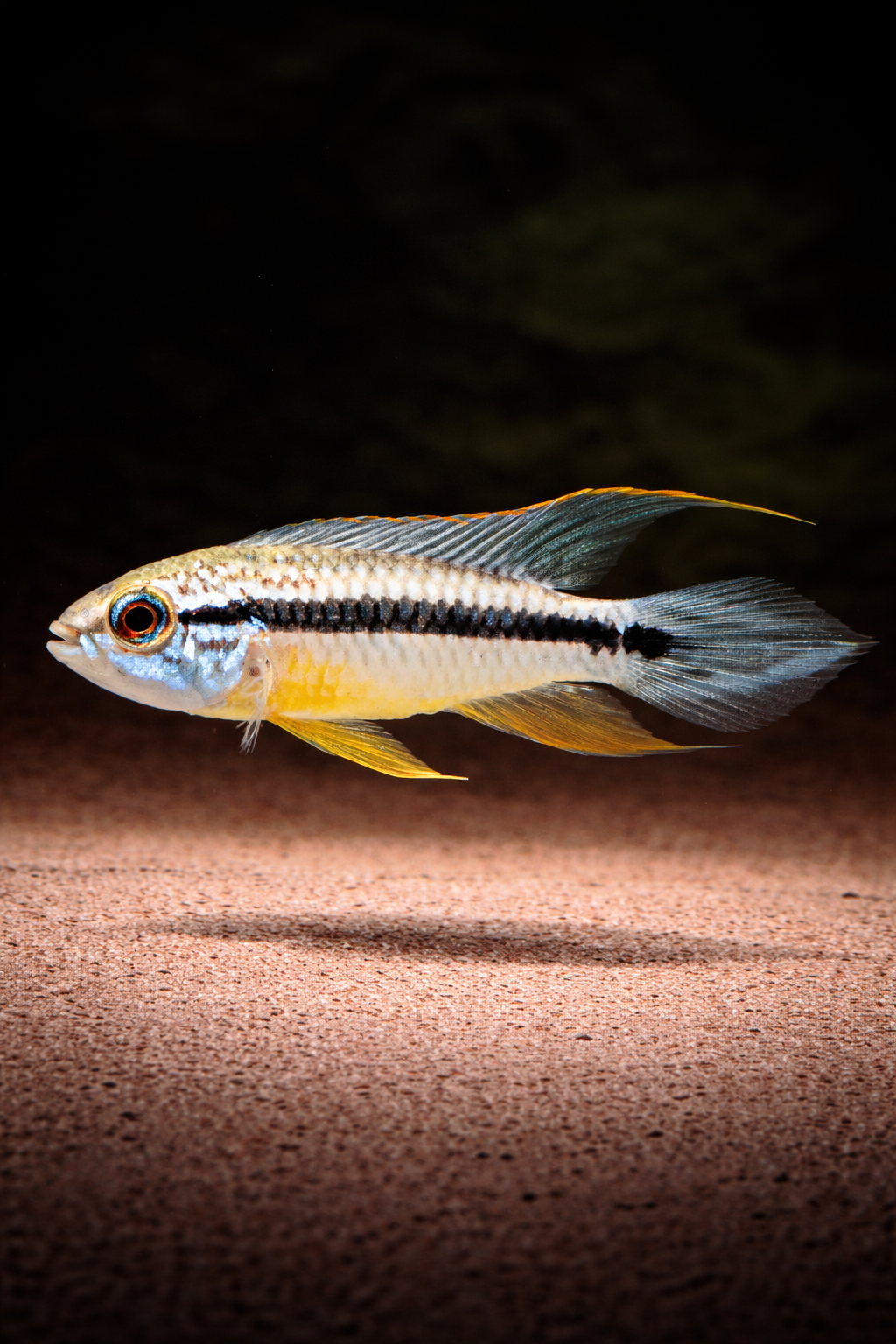 Zuchtpaar: Apistogramma agassizii tefe