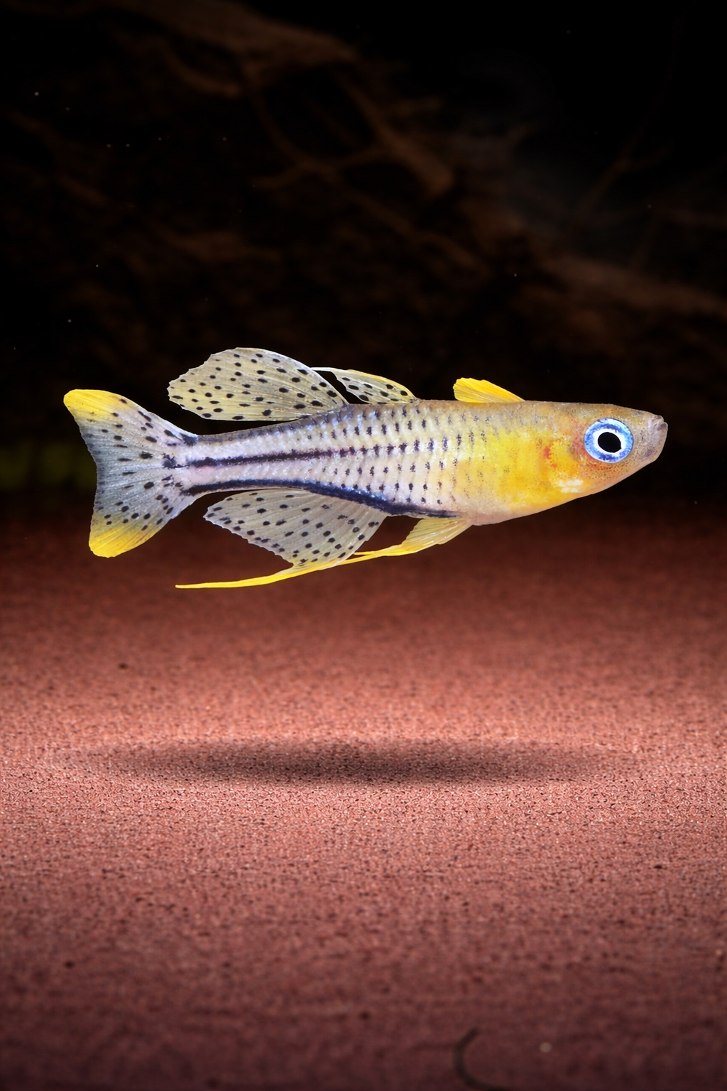 Pseudomugil gertrudae / Geflecktes Blauauge