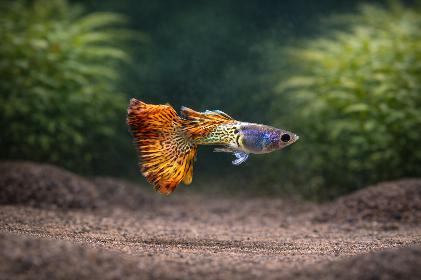 Poecilia reticulata / Guppy Metal Snakeskin Red Lace