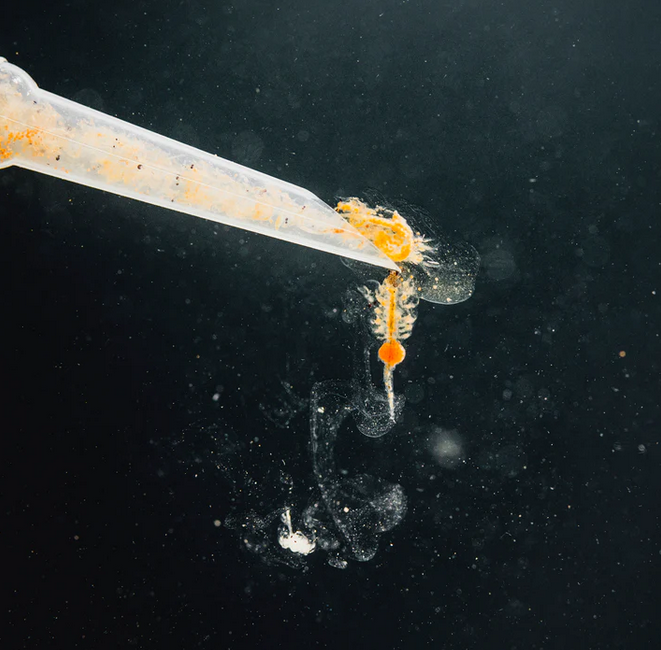 Pure Nature - Artemia