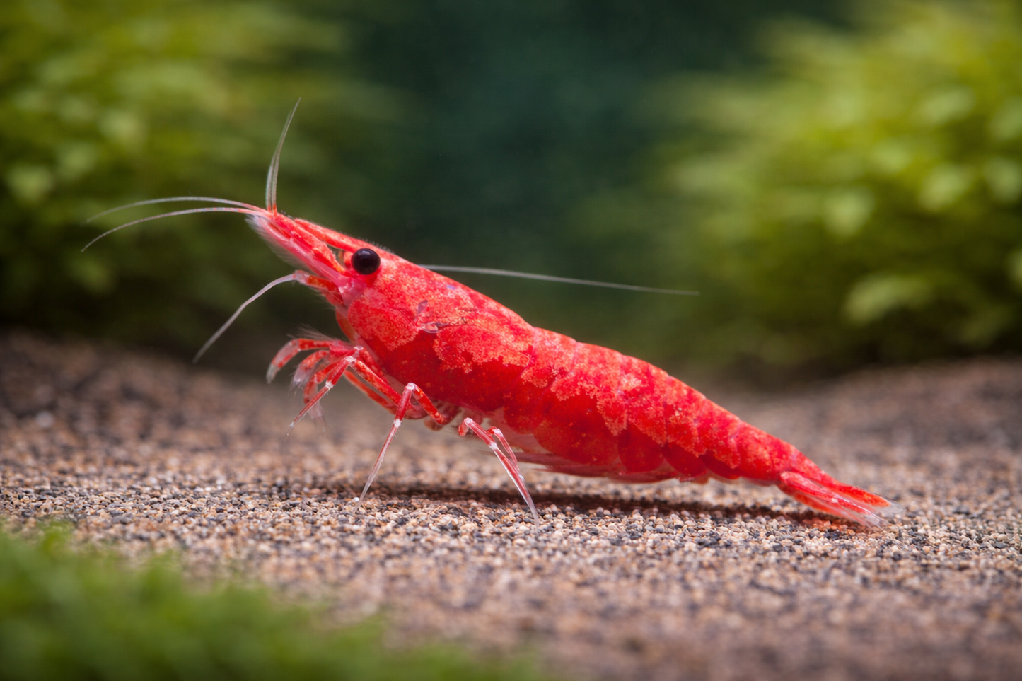Neocaridina davidi / Red Sakura Garnele