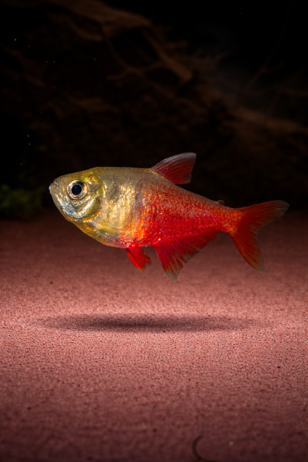 Hyphessobrycon flammeus / Roter von Rio