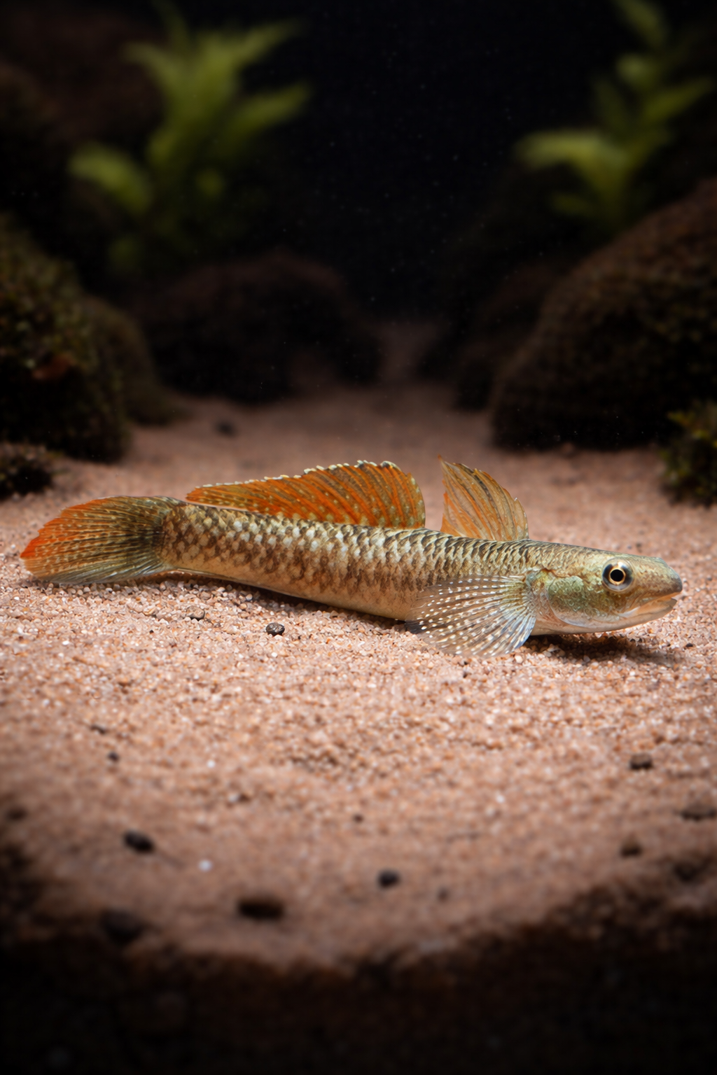 Stiphodon ornatus / Orangene Neongrundel