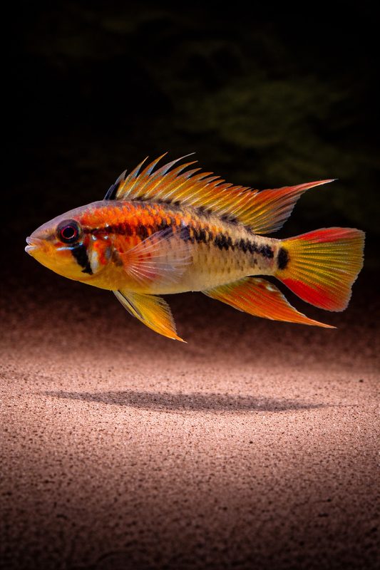 Zuchtpaar: Apistogramma macmasteri / Villavicencio Zwergbuntbarsch