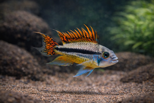 Apistogramma cacatouidis double red / Kakadu Zwergbuntbarsch Double Red