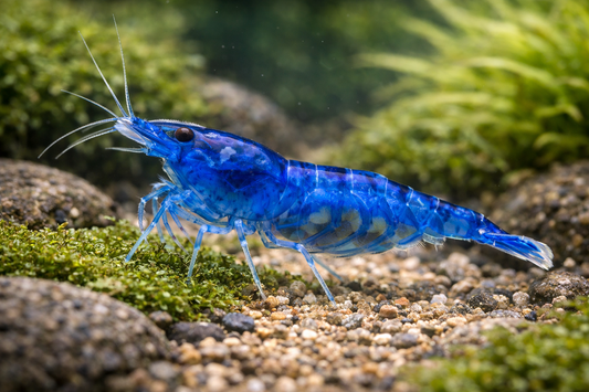 Neocaridina davidi / Blue Dream Garnele