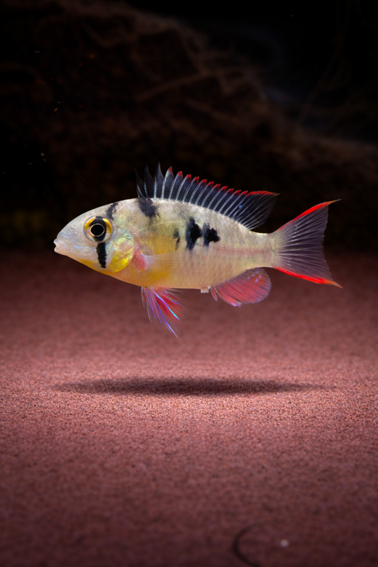 Mikrogeophagus altispinosus / Bolivianischer Schmetterlingsbuntbarsch