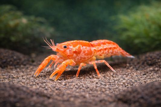 Cambarellus patzcuarensis "orange" / Orangefarbener Zwergkrebs