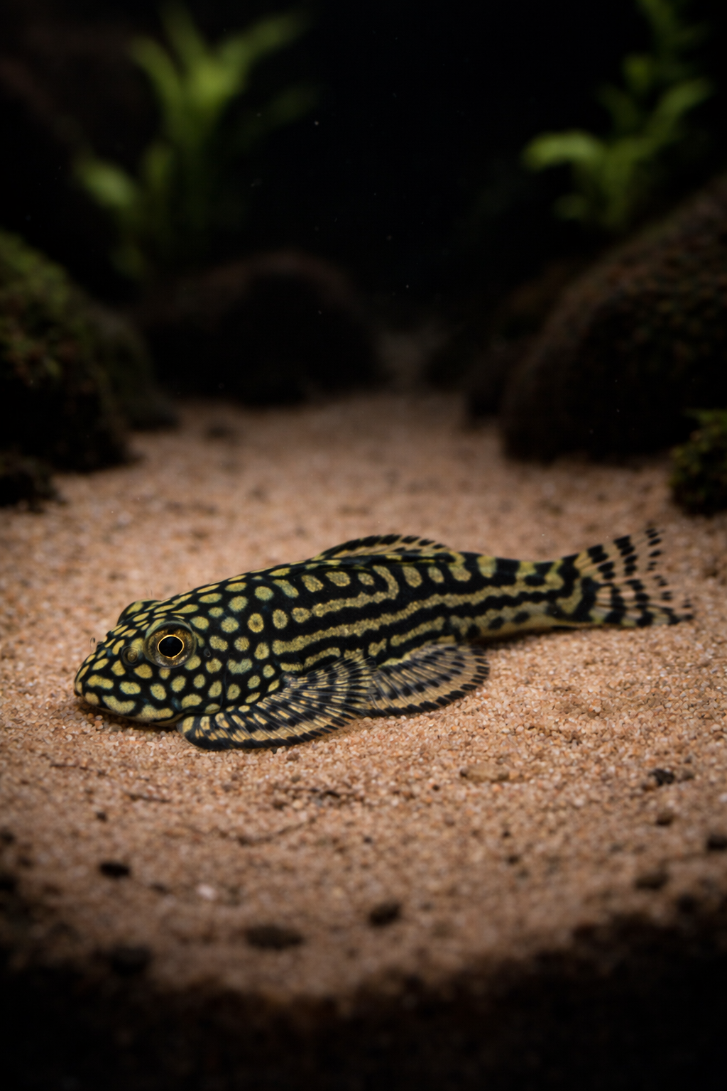 Sewellia lineolata / Prachtflossensauger