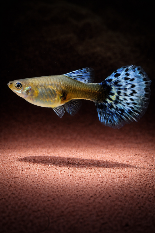 Poecilia reticulata / Guppy Mix female