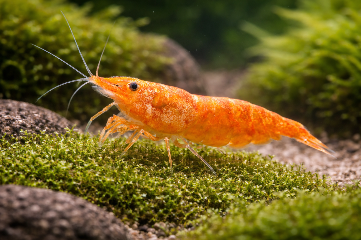 Neocaridina davidi / Orange Fire Garnele