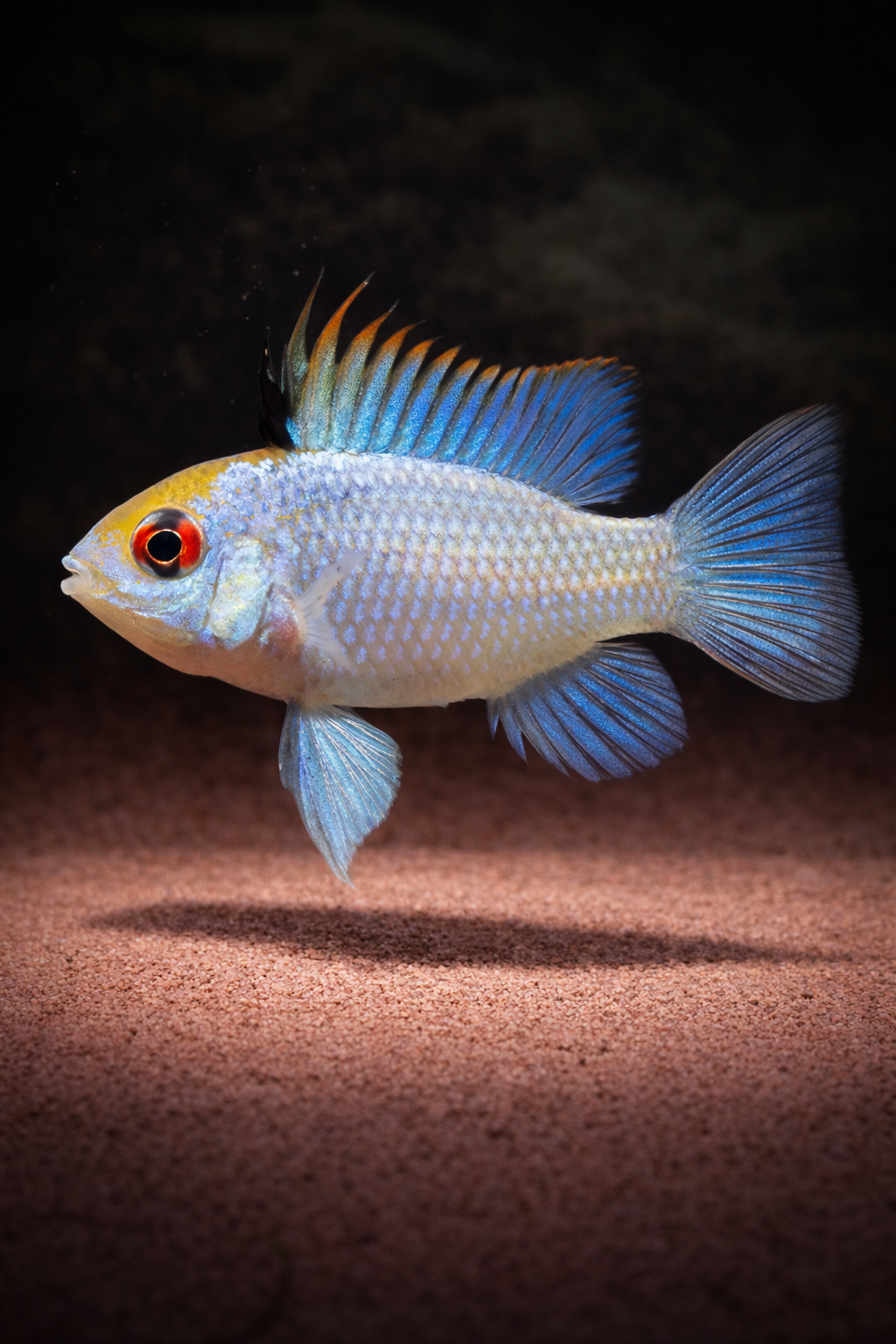 Mikrogeophagus ramirezi electric blue / Schmetterlingsbuntbarsch `electric blue´