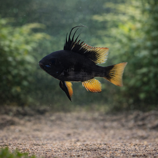 Zuchtpaar: Mikrogeophagus ramirezi black devil / Schmetterlingsbuntbarsch `black devil´