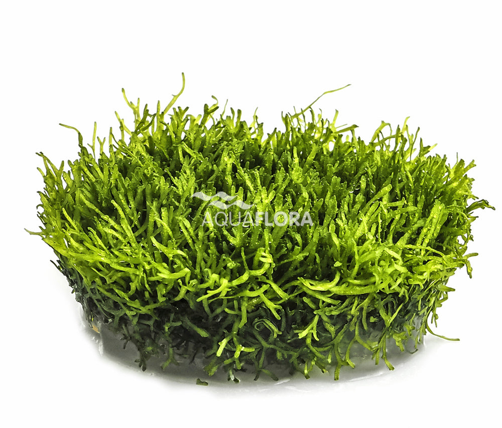 Riccia fluitans - Teichlebermoos