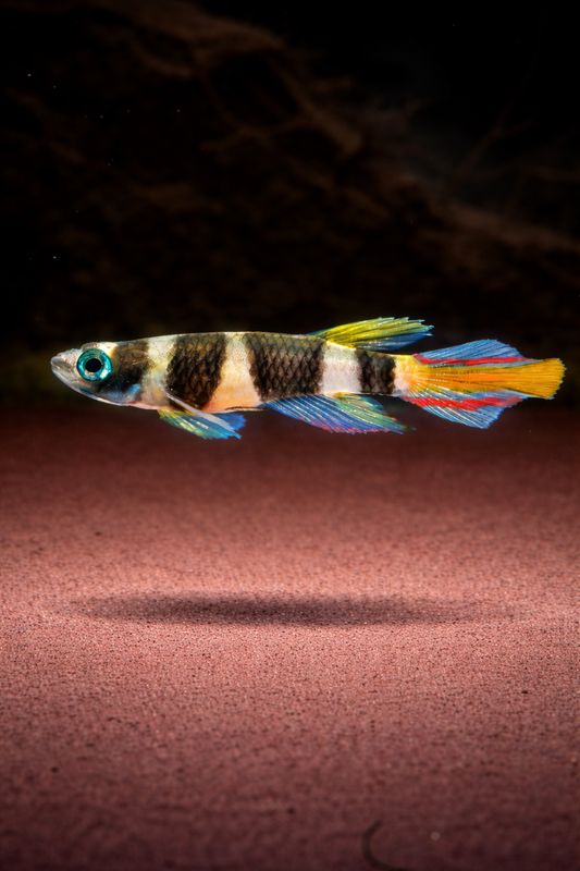 Epiplatys annulatus / Ringelhechtling