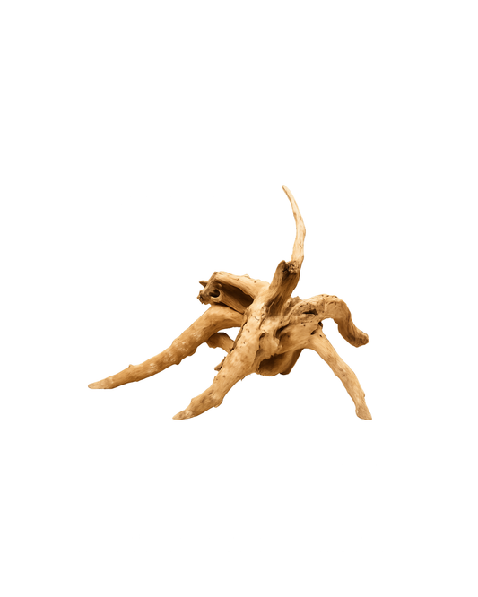 Rote Moorwurzel XS