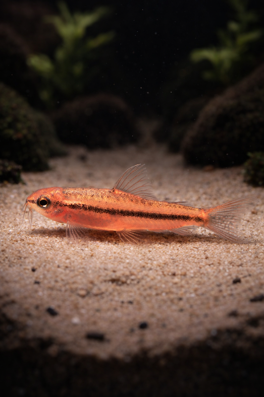 Yunnanilus sp. Rosy / Rote Zwergschmerle