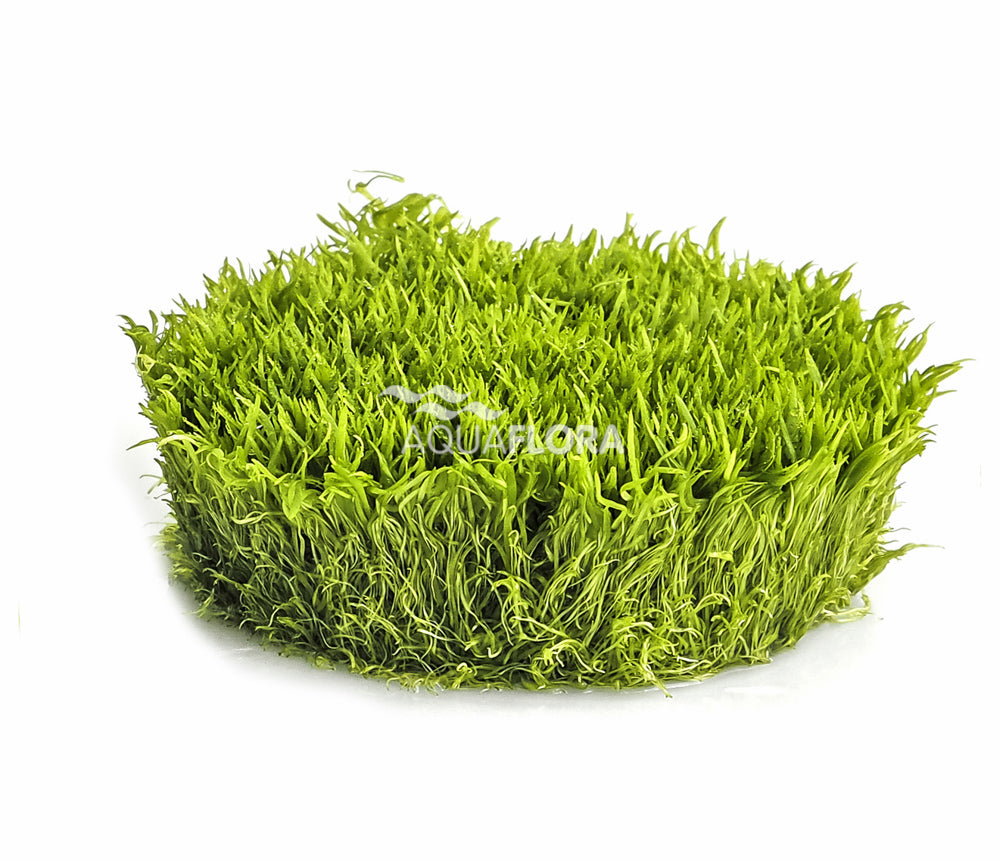 Utricularia graminifolia - Grasblättriger Wasserschlauch