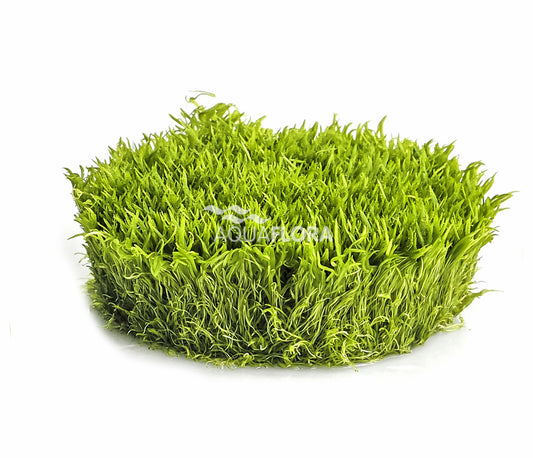 Utricularia graminifolia - Grasblättriger Wasserschlauch